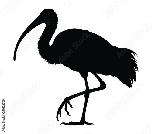 Black and white vector illustration of African Sacred Ibis.