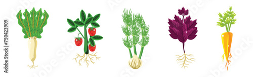 Ripe Vegetable Agricultural Plant with Root Vector Set