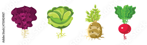 Ripe Vegetable Agricultural Plant with Root Vector Set