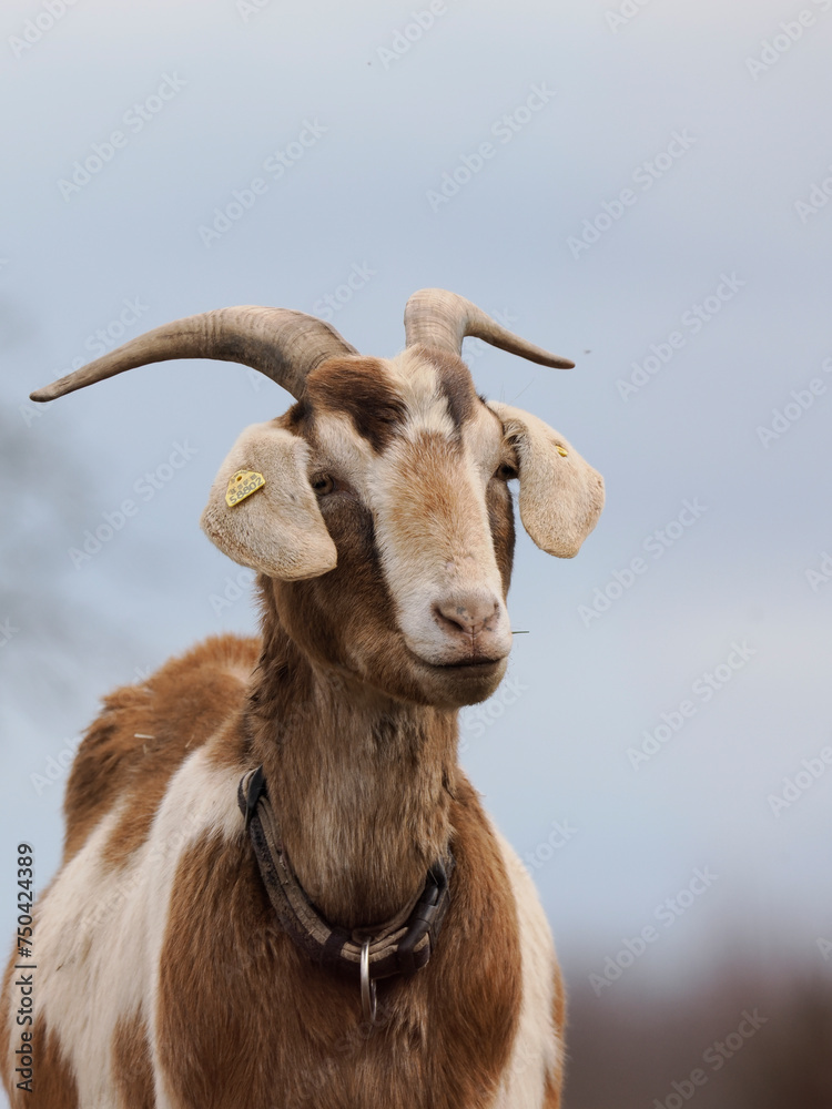 Ziege Ziege