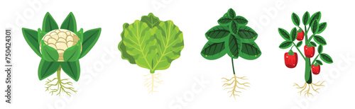 Ripe Vegetable Agricultural Plant with Root Vector Set