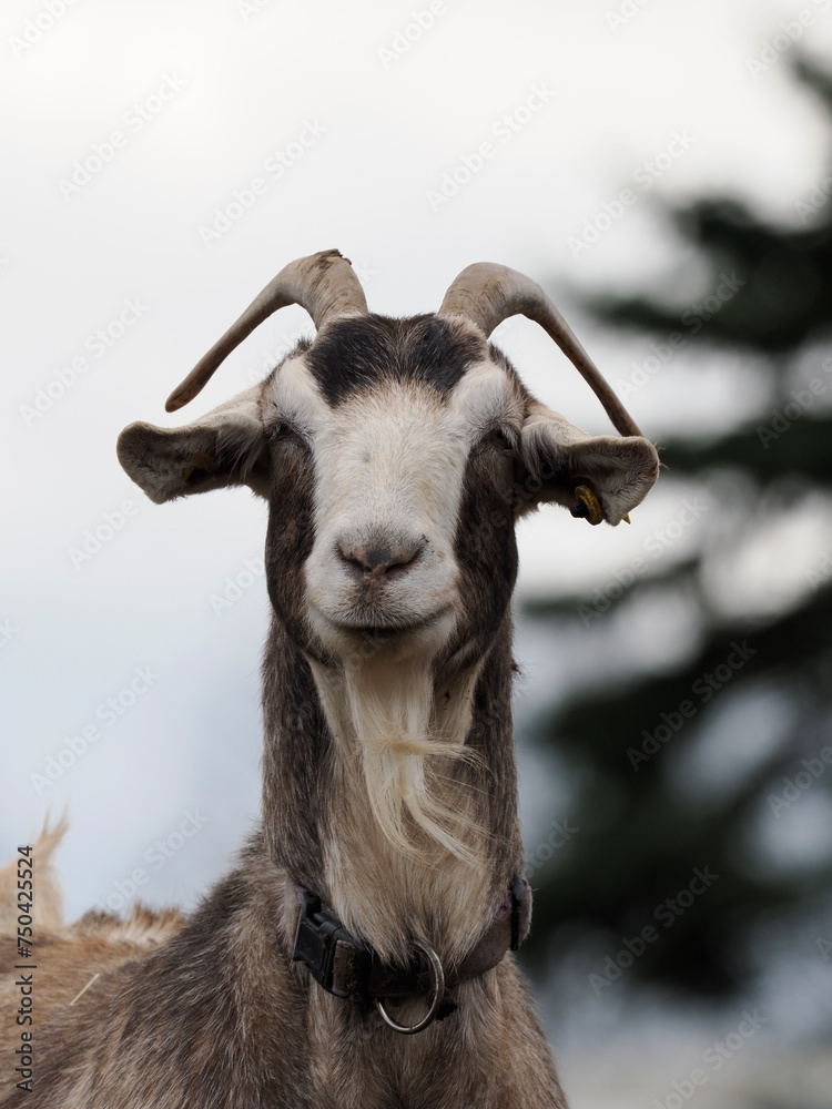 Ziege Ziege