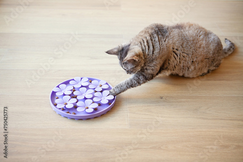 Close-up of playful cat is touching and punching food with paw. Entertaining, mental challenge game for your cat, can be used for daily feeding with dry food and snacks. Slow feeder toy