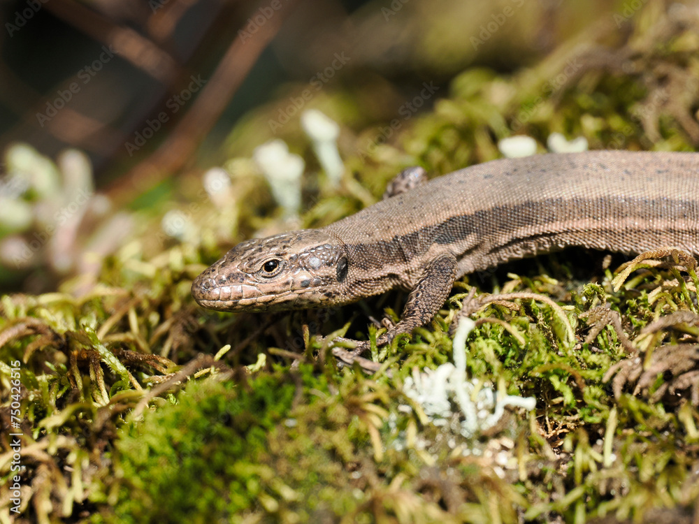 Mauereidechse (Podarcis muralis) Mauereidechse (Podarcis muralis)