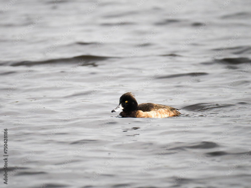 Fototapeta premium Reiherente&nbsp;(Aythya fuligula)