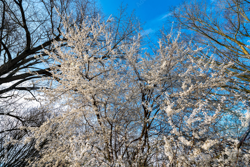 Weiß blühender Kirschbaum in einem laublosen Laubwald in Unteransicht bei schönem, sonnigem Wetter und blauem Himmel Weiß blühender Kirschbaum in einem laublosen Laubwald in Unteransicht bei schönem, sonnigem Wetter und blauem Himmel