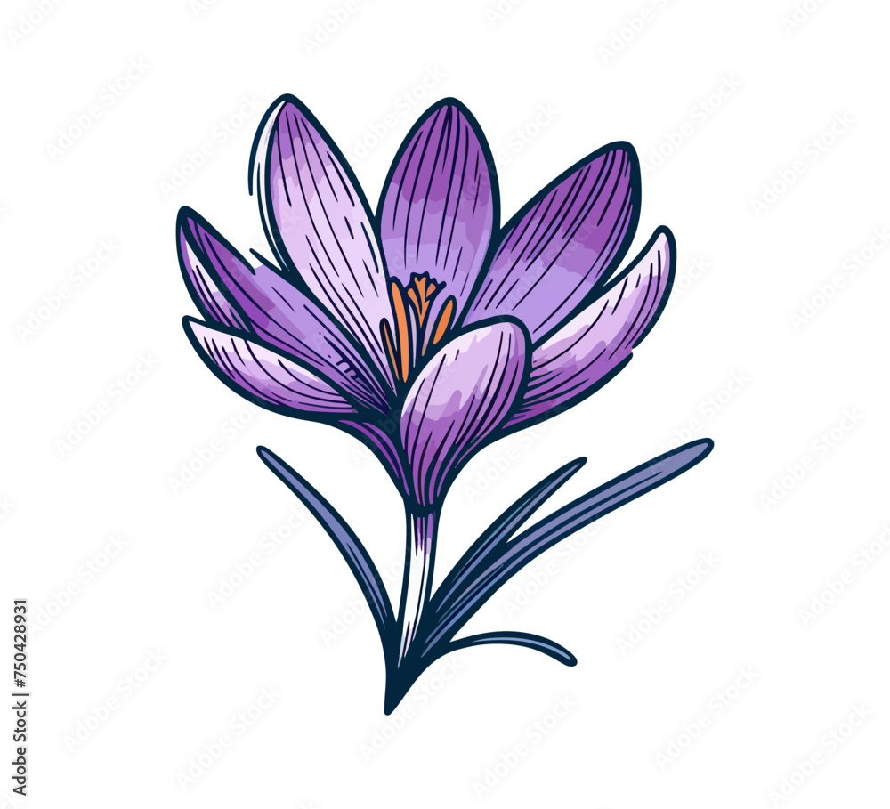 saffron crocus autumn plant hand drawn vector
