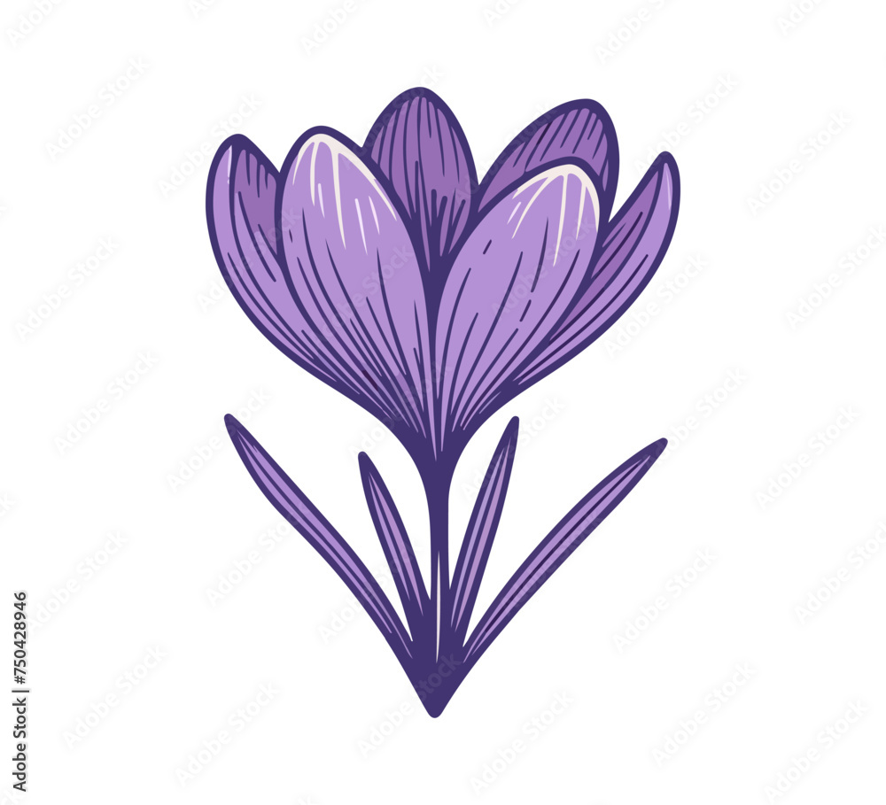 saffron crocus autumn plant hand drawn vector