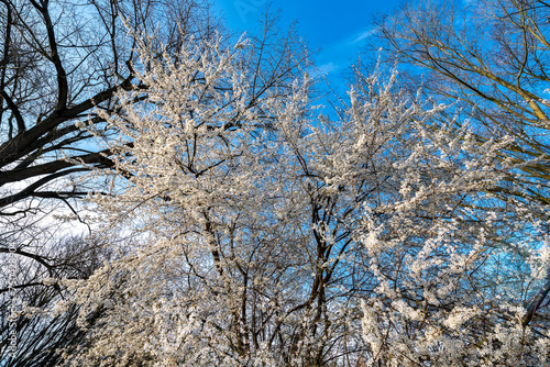 Weiß blühender Kirschbaum in einem laublosen Laubwald in Unteransicht bei schönem, sonnigem Wetter und blauem Himmel