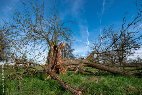 Abgestorbener, umgestürzter Apfelbaum mit ausgehöhltem Stamm auf einer Streuobstwiese mit blauem, leicht bewölktem Himmel