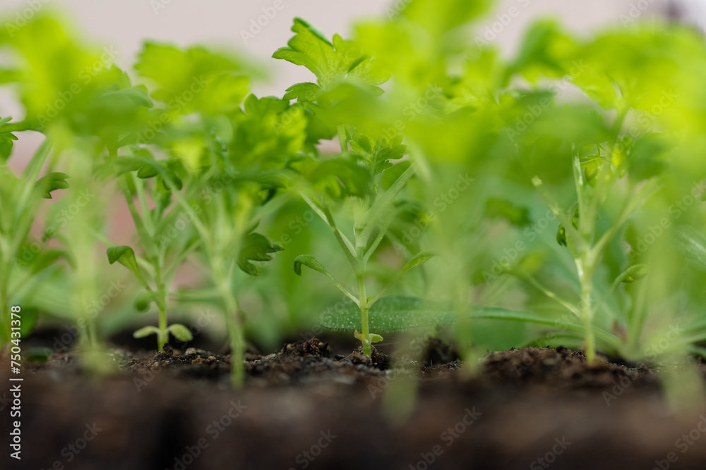 Feverfew seedlings in soil blocks. Soil blocking is a seed starting technique that relies on planting seeds in cubes of soil rather than plastic cell trays or pots. Feverfew seedlings in soil blocks. Soil blocking is a seed starting technique that relies on planting seeds in cubes of soil rather than plastic cell trays or pots.