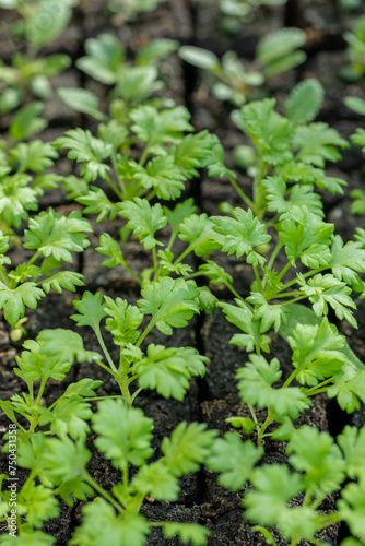 Feverfew seedlings in soil blocks. Soil blocking is a seed starting technique that relies on planting seeds in cubes of soil rather than plastic cell trays or pots.