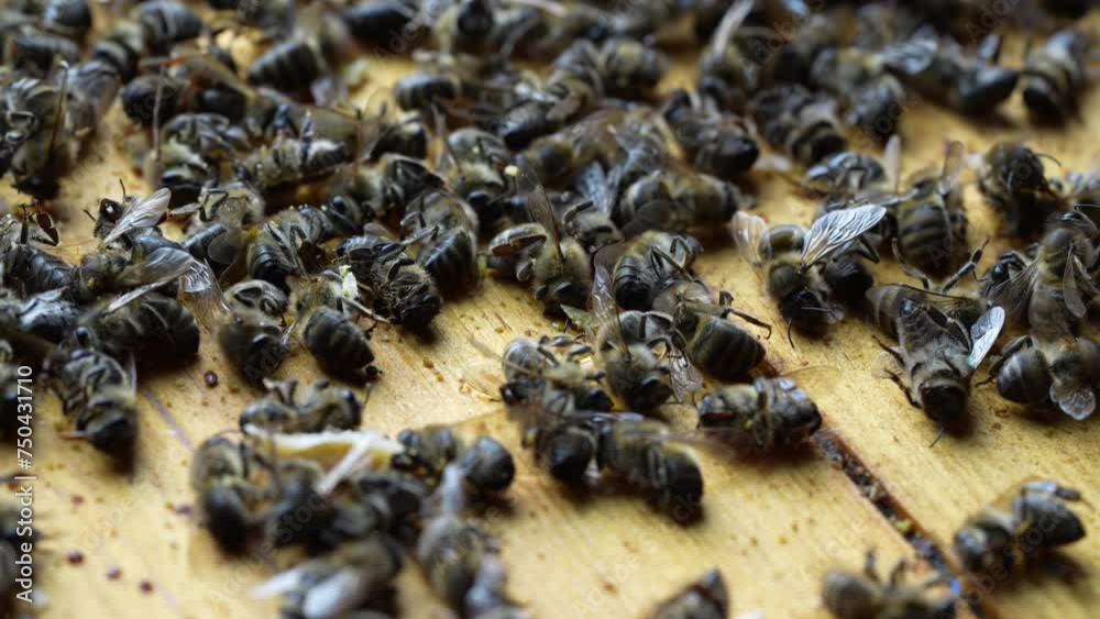 Many dead bees in the hive, close up. Colony collapse disorder. Starvation, pesticide exposure, pests and disease Many dead bees in the hive, close up. Colony collapse disorder. Starvation, pesticide exposure, pests and disease
