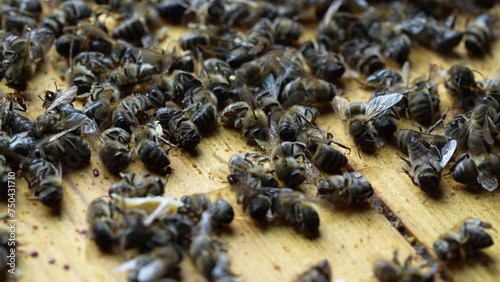 Many dead bees in the hive, close up. Colony collapse disorder. Starvation, pesticide exposure, pests and disease