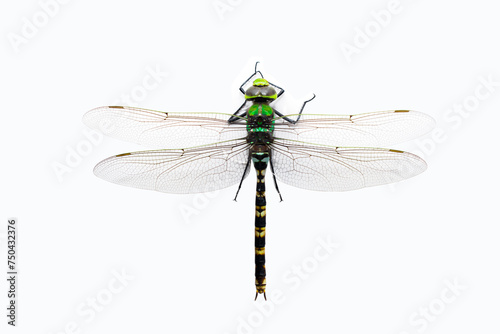 Dragonfly (Anisoptera) isolated on white background.
