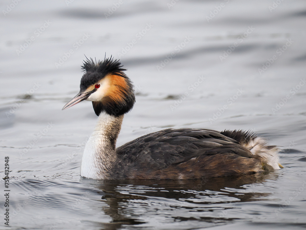 Haubentaucher (Podiceps cristatus) Haubentaucher (Podiceps cristatus)