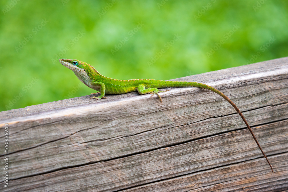 Fototapeta premium Lizard On Boardwalk at Martin Dies, Jr. State Park, in Texas