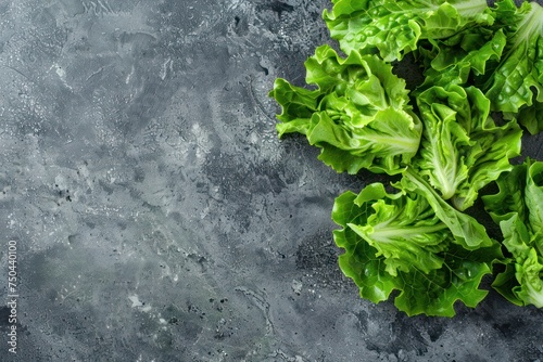 Fresh raw organic farm Lolo Rosso lettuce salad on grey rustic stone background top view, healthy green salad in balanced nutrition and cooking concept  photo