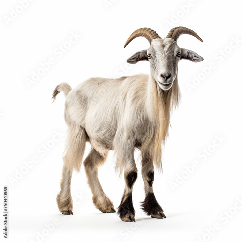 goat on a white background