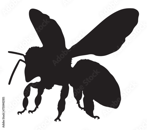 Black and White Africanized Honey Bee Silhouette. Vector Illustration. © harkani