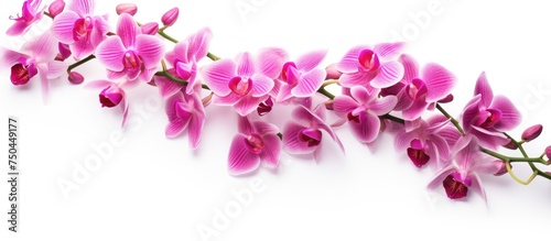 Elegant Pink Orchid Flowers Blooming Vibrantly on a Clean White Background