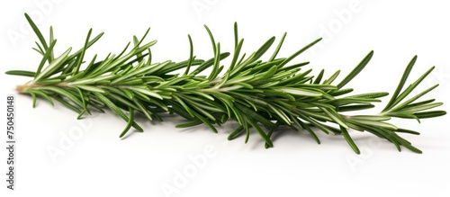 Aromatic Rosemary Herb Plant Isolated on White Background for Culinary Concept Design