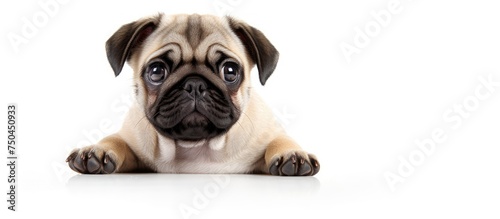 Innocent Pug Expresses Sorrowful Emotions, Perfect for Pet Care and Sadness Concepts © HN Works
