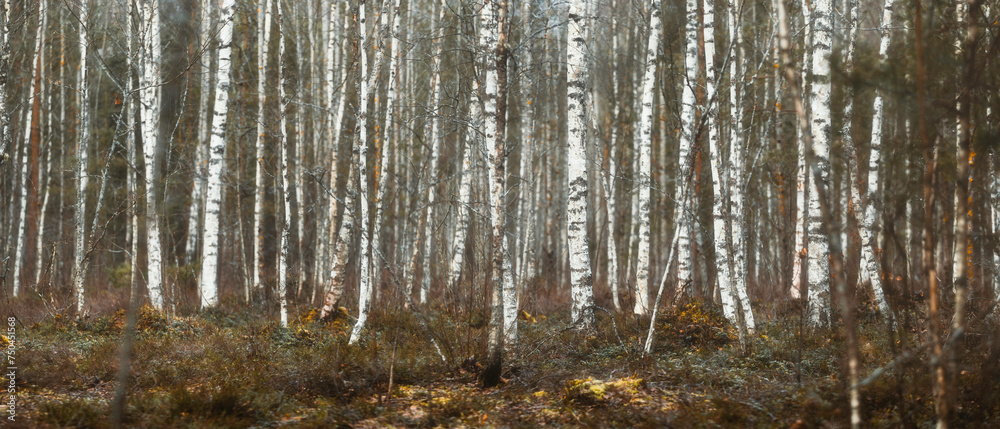 beautiful magic early spring birch forest