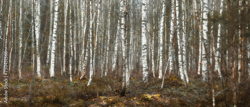 beautiful magic early spring birch forest