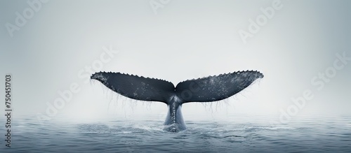 Majestic Humpback Whale Tail Fluke Splashes Dramatically Out Of The Water