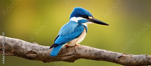 Colorful Collared Kingfisher Perches Gracefully on Delicate Tree Branch