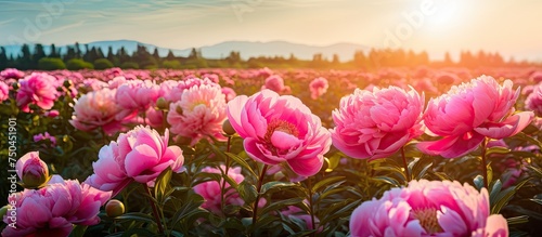 Vibrant Peony Field Glowing Under a Radiant Sun - A Breathtaking Display of Nature's Beauty © HN Works