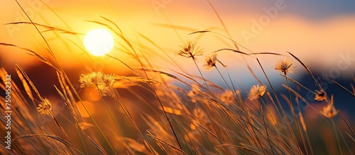 Golden Hour Serenity  Sun Setting Behind a Field of Tall Grass in Warm Glow