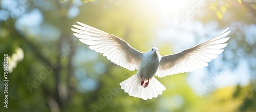 Graceful Flight of a White Dove Soaring Through the Clear Blue Sky © HN Works