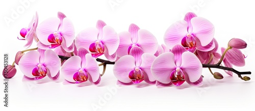 Elegant Pink Orchids Blooming Gracefully on a Clean White Background