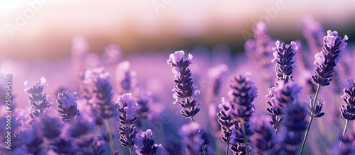 Sunlit Lavender Blooms: A Close-up View of the Pristine Summer Nature Background