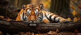Majestic Tiger Resting Peacefully on a Log Surrounded by Lush Forest Greenery
