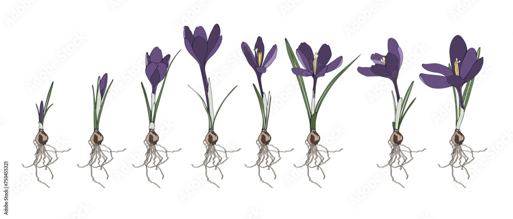 Saffron graphic flower, simple colored isolated big set. Crocus germination from corm bulb to sprouts to flower. Set illustration with flowers bulbs. Life cycle phases evolution.