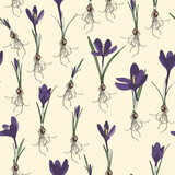 Crocus pattern. Saffron field. Seamless pattern with purple crocuses and bulbs. Seamless pattern on a light background. Background illustration. Wrapping background.