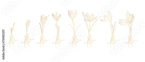 Saffron graphic flower golden line isolated big set. Crocus germination from corm bulb to sprouts to flower. Set illustration with flowers bulbs. Life cycle phases evolution. photo