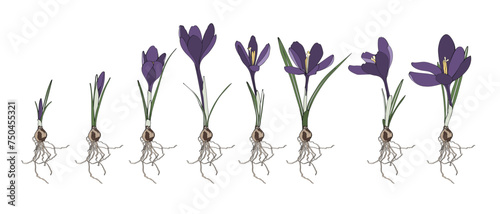Saffron graphic flower, simple colored isolated big set. Crocus germination from corm bulb to sprouts to flower. Set illustration with flowers bulbs. Life cycle phases evolution.