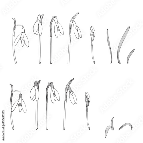 Bouquet of snowdrops. Set. Vintage flowers in engraving style. Black and white line.