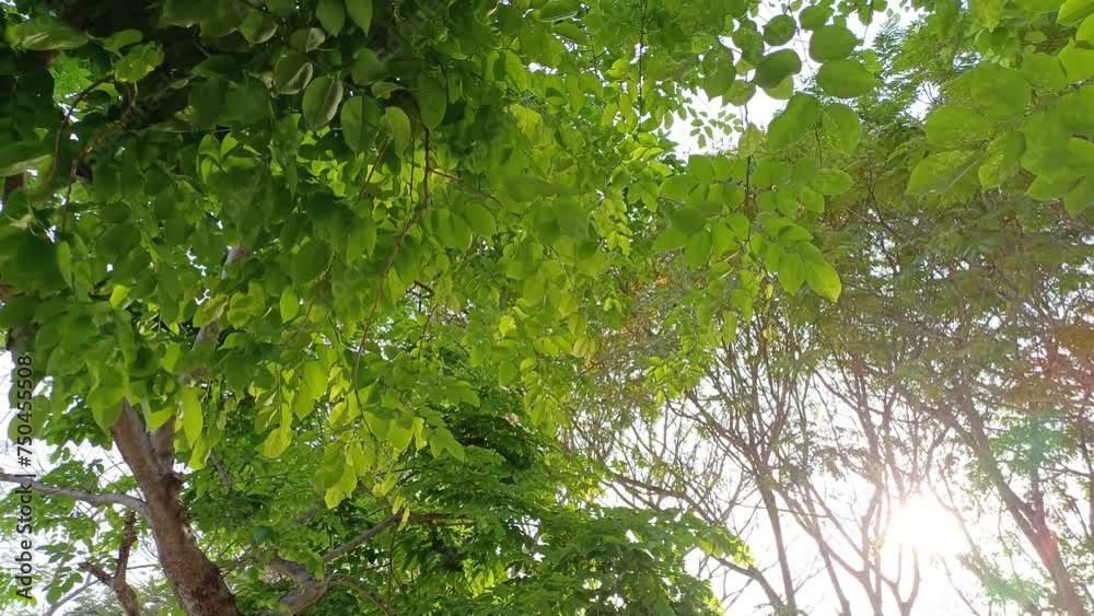 The leaves are swaying in the wind. Bright sun shining through trees leaves. Rays of daylight break through rich foliage. The leaves are swaying in the wind. Bright sun shining through trees leaves. Rays of daylight break through rich foliage.