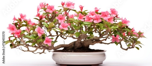 Exotic Bon Bon Tree in Stylish White Pot - Grow Your Own Colorful Sweet Treats at Home!