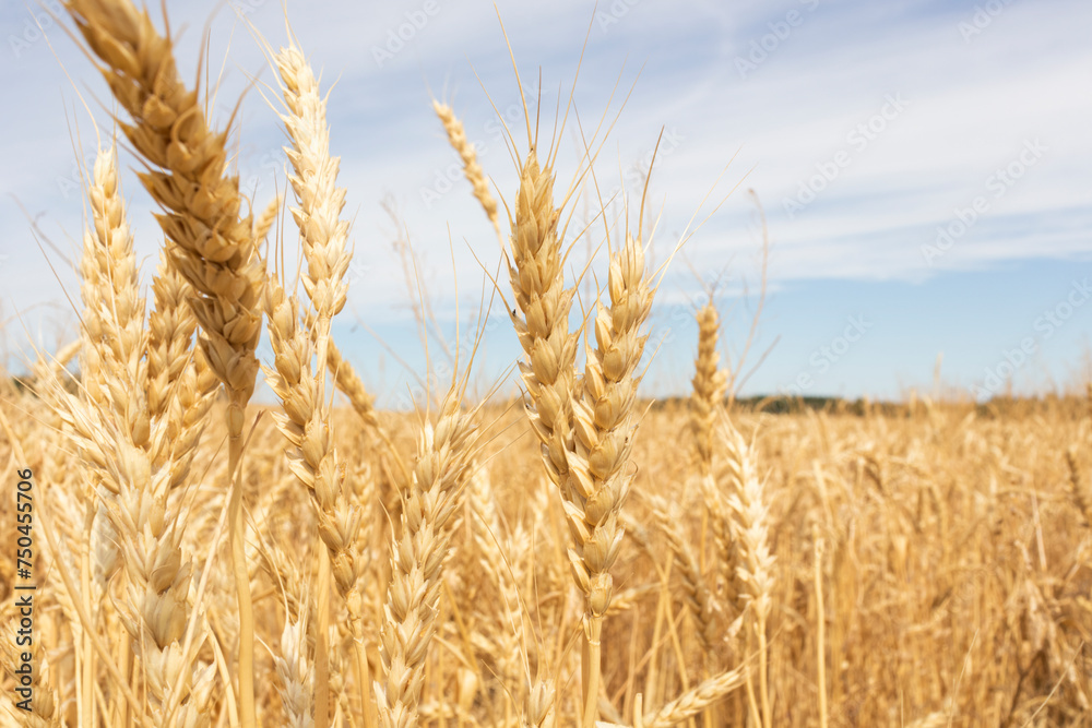 ripe ears of wheat large field ripe ears of wheat large field