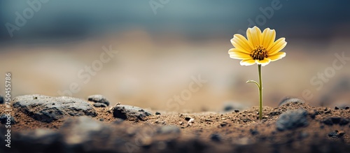 Lonely Bloom: Minimalist Close-Up Shot of a Tiny Flower Emerging from the Earth