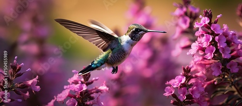 Graceful Hummingbird Soaring Above a Stunning Pink Blossom, Nature's Delicate Dance © HN Works