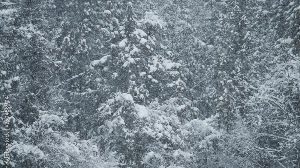 スロー映像:雪山にしんしんと降り続ける綺麗な雪 スロー映像:雪山にしんしんと降り続ける綺麗な雪