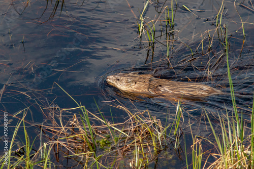The muskrat (Ondatra zibethicus) swimming in the pond in Finnish nature photo