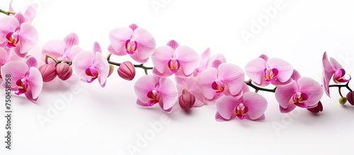 Elegant Pink Orchid Flowers Blooming Gracefully on a Pure White Background